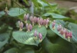 Dicentra spectabilis. Соцветия. Ярославская обл., г. Переславль-Залесский, дендрологический парк им. С. Ф. Харитонова, Японский сад, в культуре. 12.06.2022.