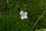 Gypsophila tenuifolia. Цветок и листья (частично объеденные). Ингушетия, Джейрахский р-н, окр. перевала Цей-Лоам, ≈ 2200 м н.у.м. 23 июня 2022 г.