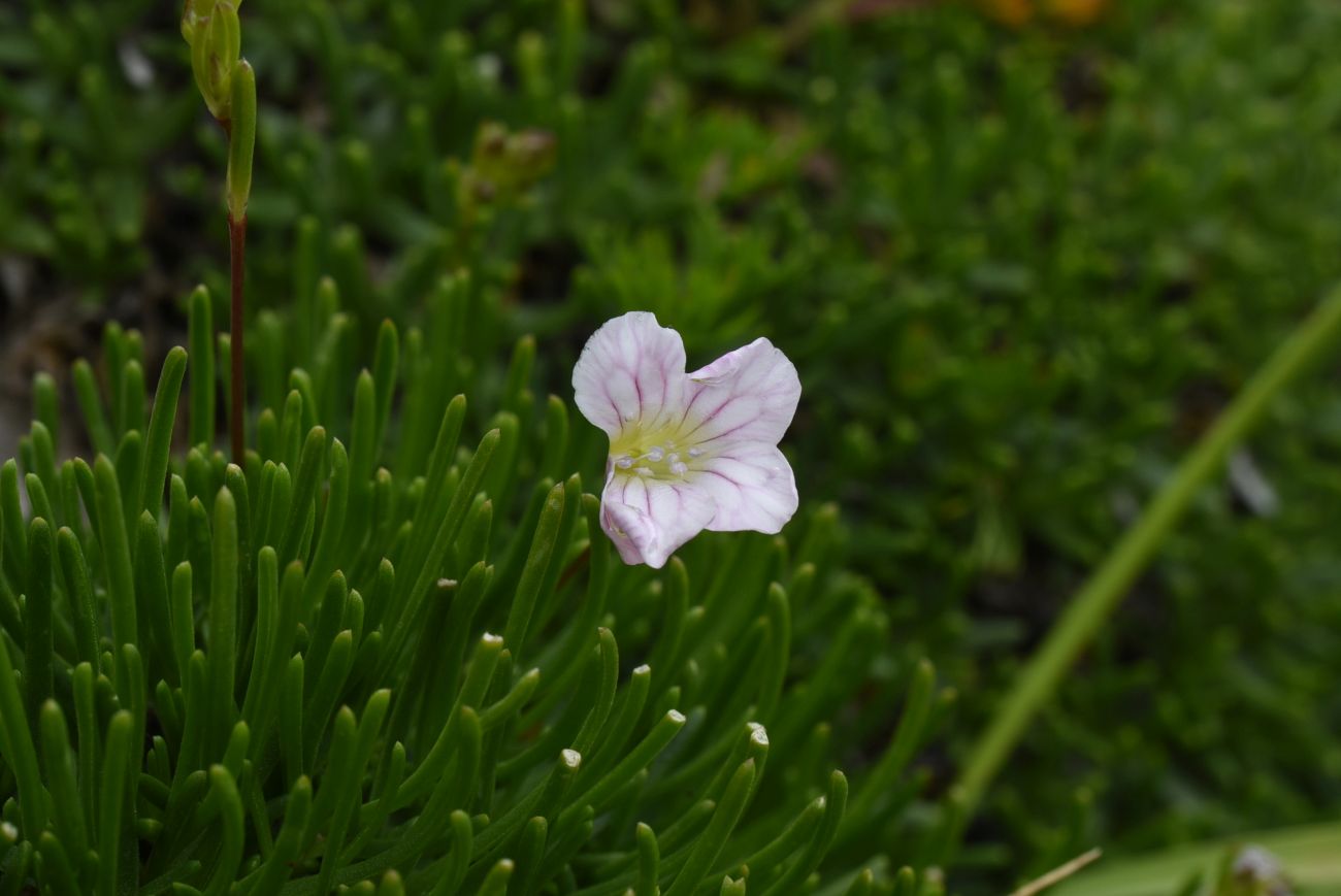 Image of Gypsophila tenuifolia specimen.