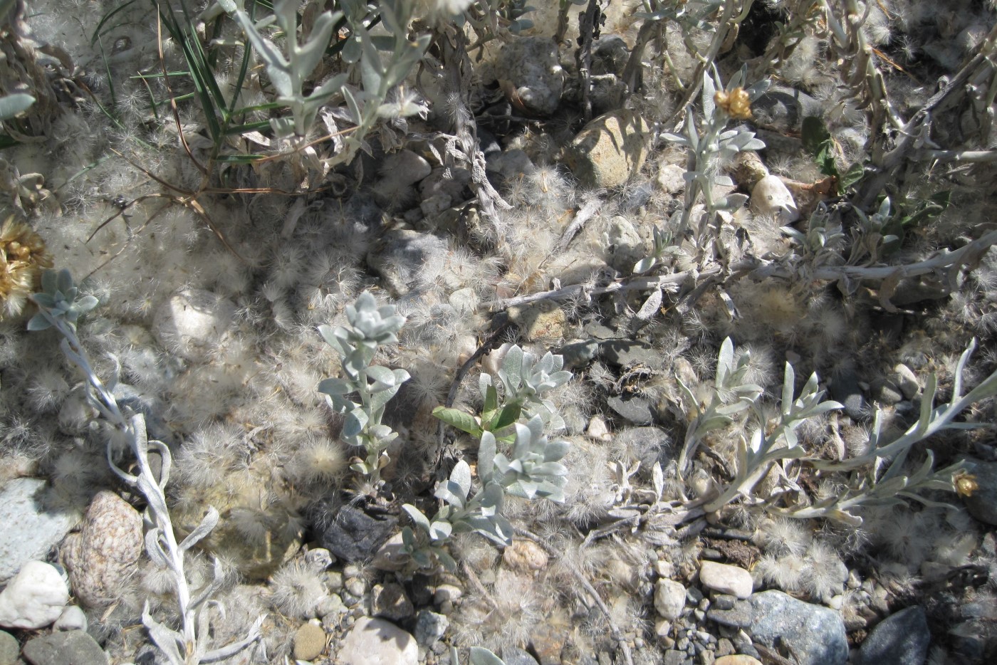 Image of Cladochaeta candidissima specimen.