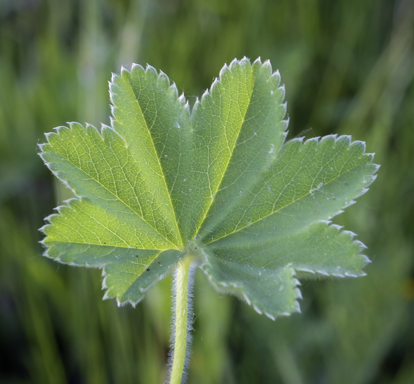 Изображение особи род Alchemilla.