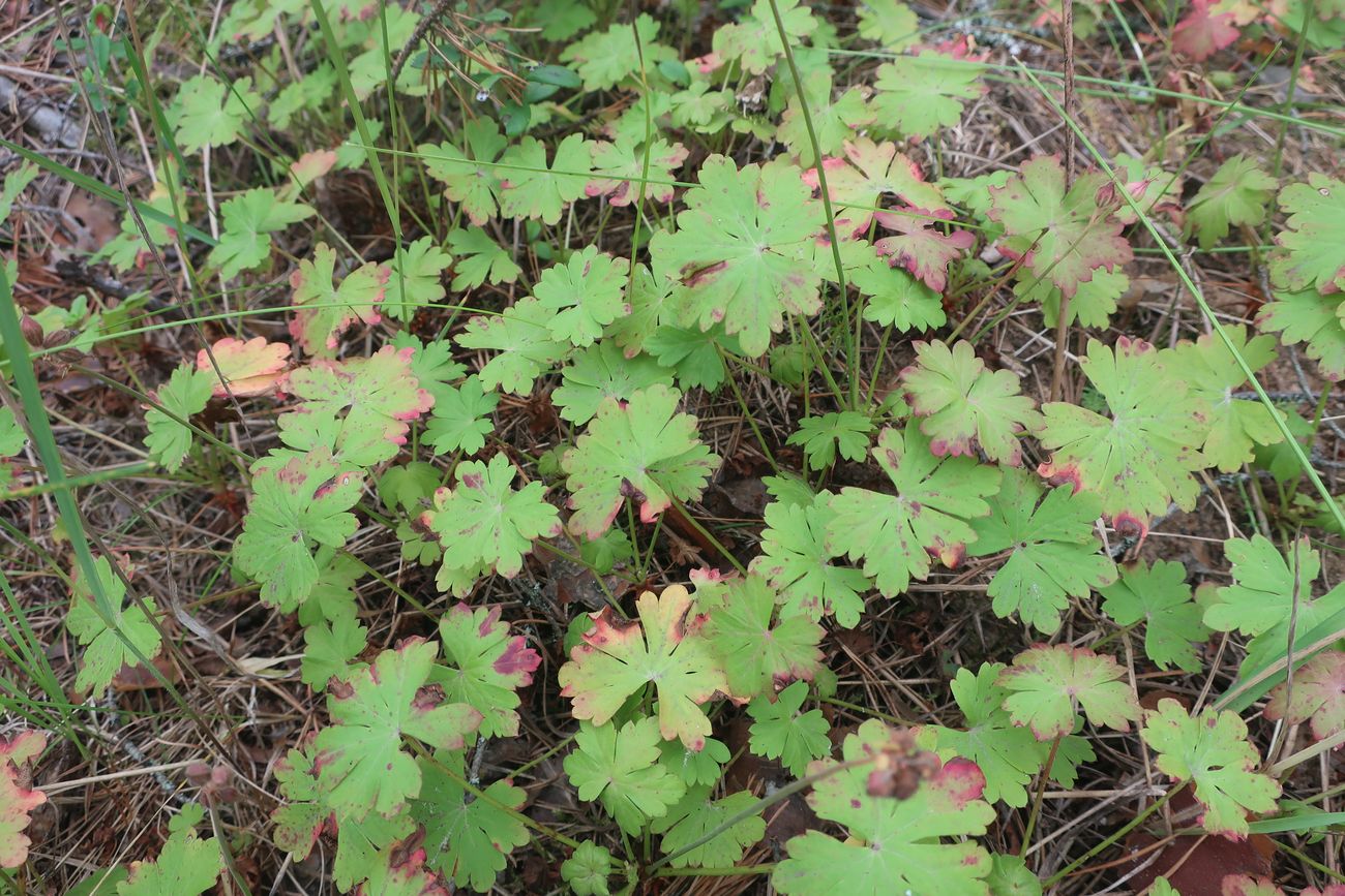 Image of Geranium × cantabrigiense specimen.