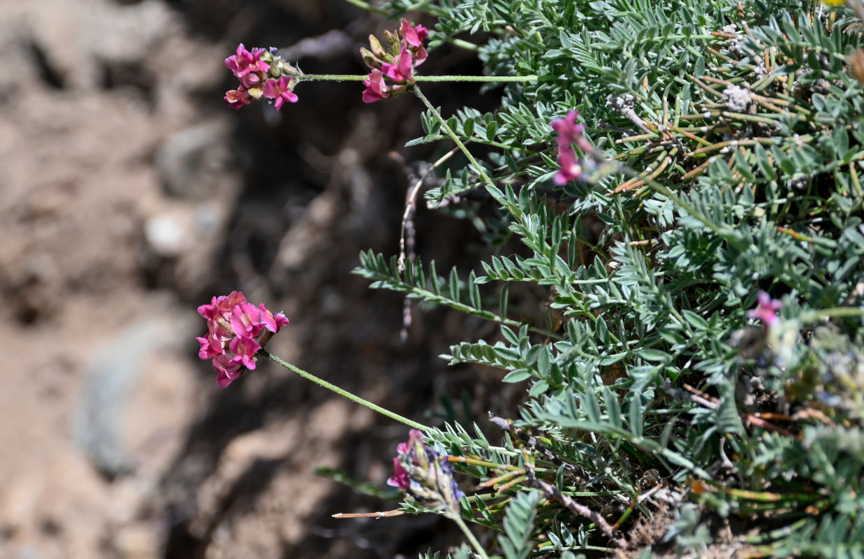 Image of Oxytropis ervicarpa specimen.