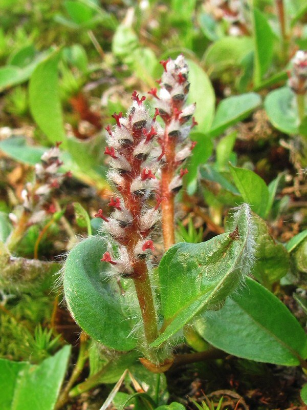 Image of Salix polaris specimen.