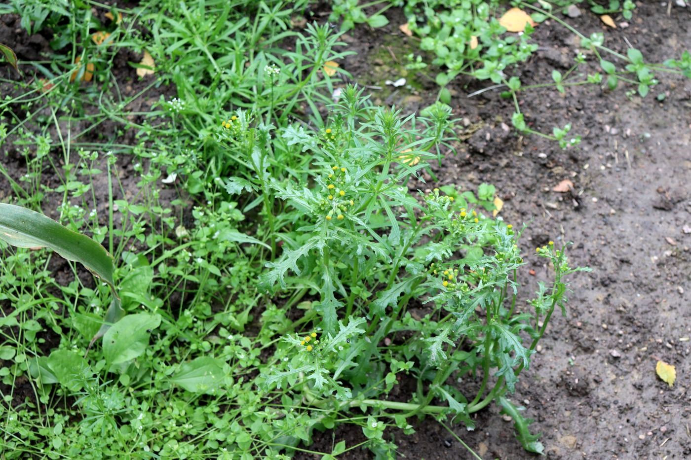 Image of Senecio vulgaris specimen.