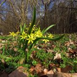 Gagea lutea. Цветущее растение. Санкт-Петербург, Петергоф, парк \"Сергиевка\", луг. 27.04.2023.