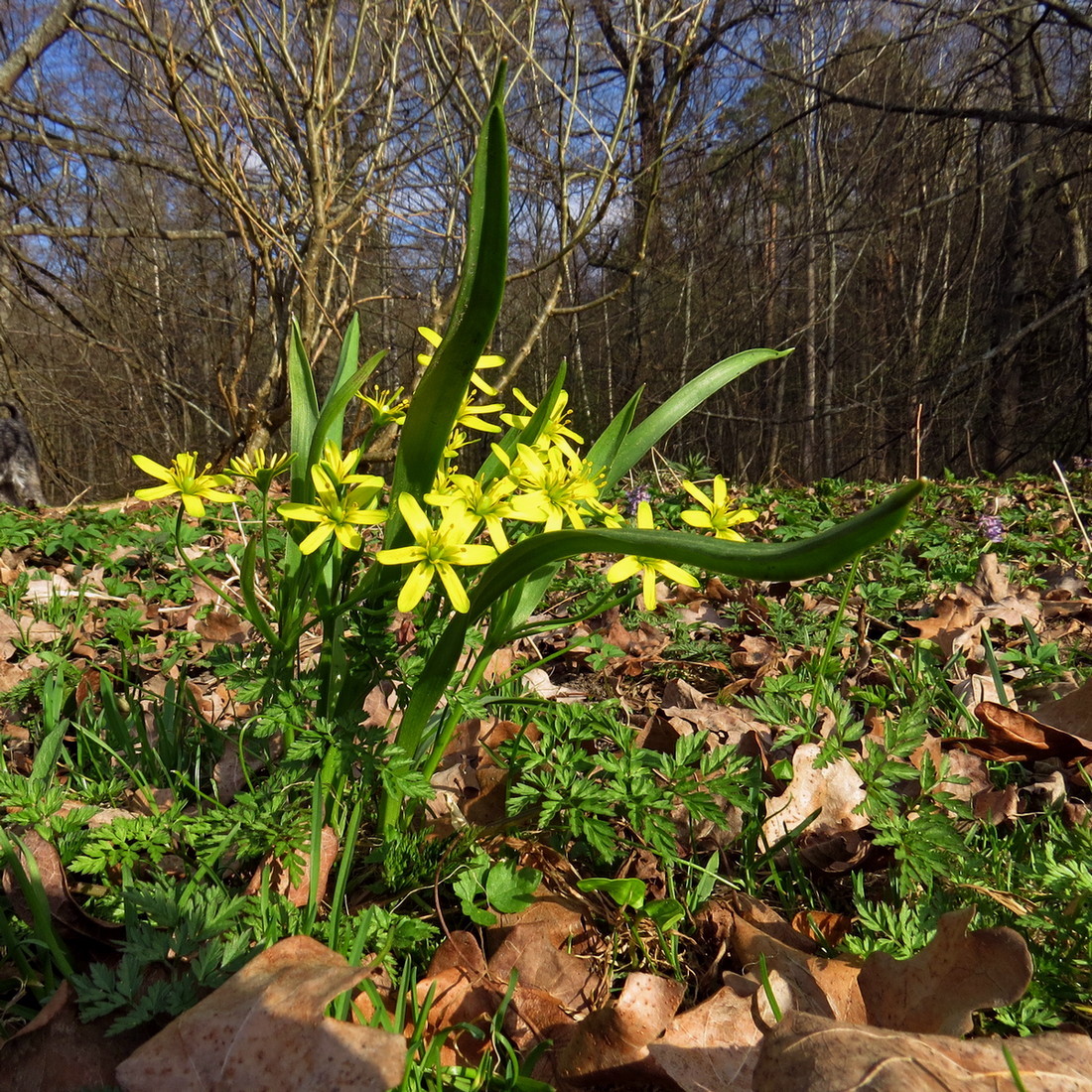 Image of Gagea lutea specimen.