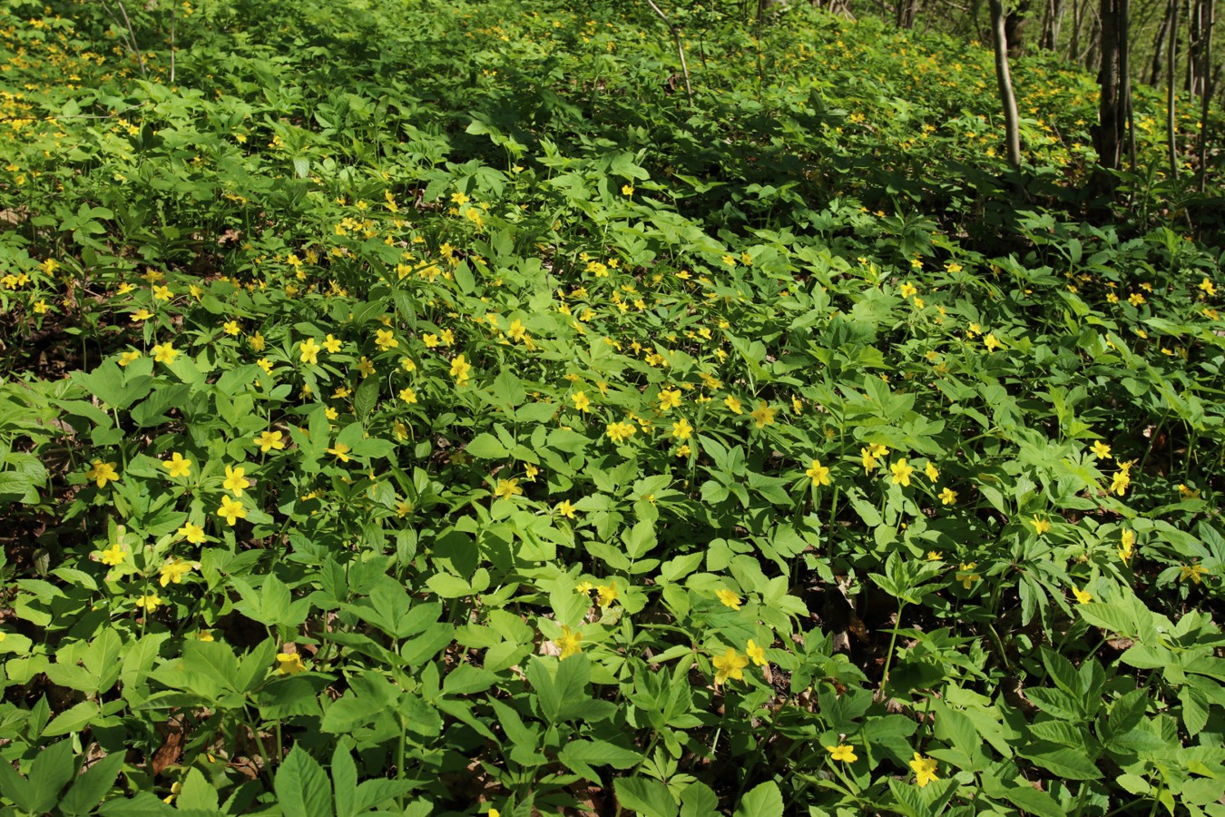 Изображение особи Anemone ranunculoides.