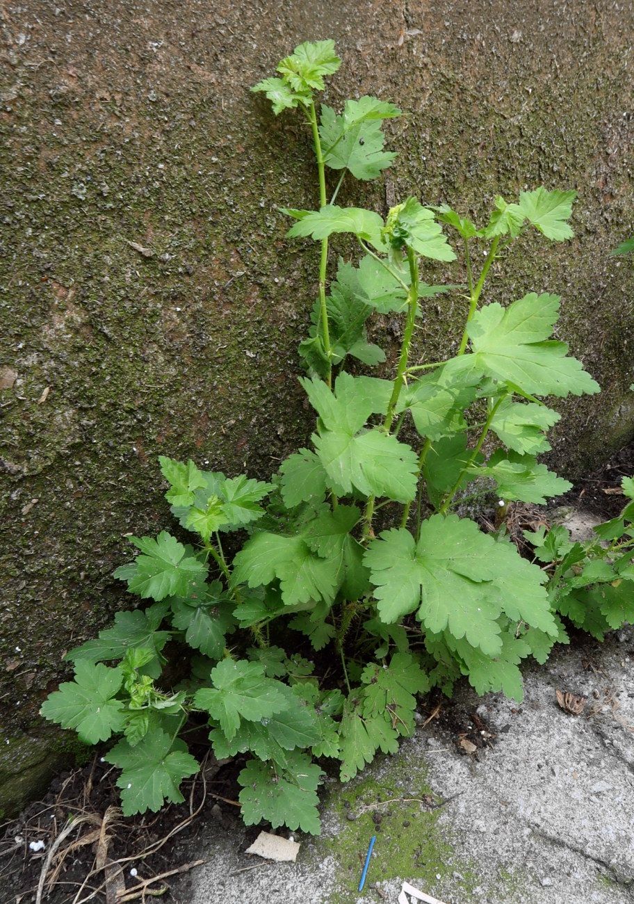 Image of Grossularia uva-crispa specimen.