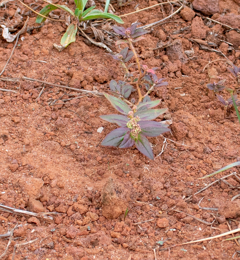 Изображение особи Euphorbia hirta.