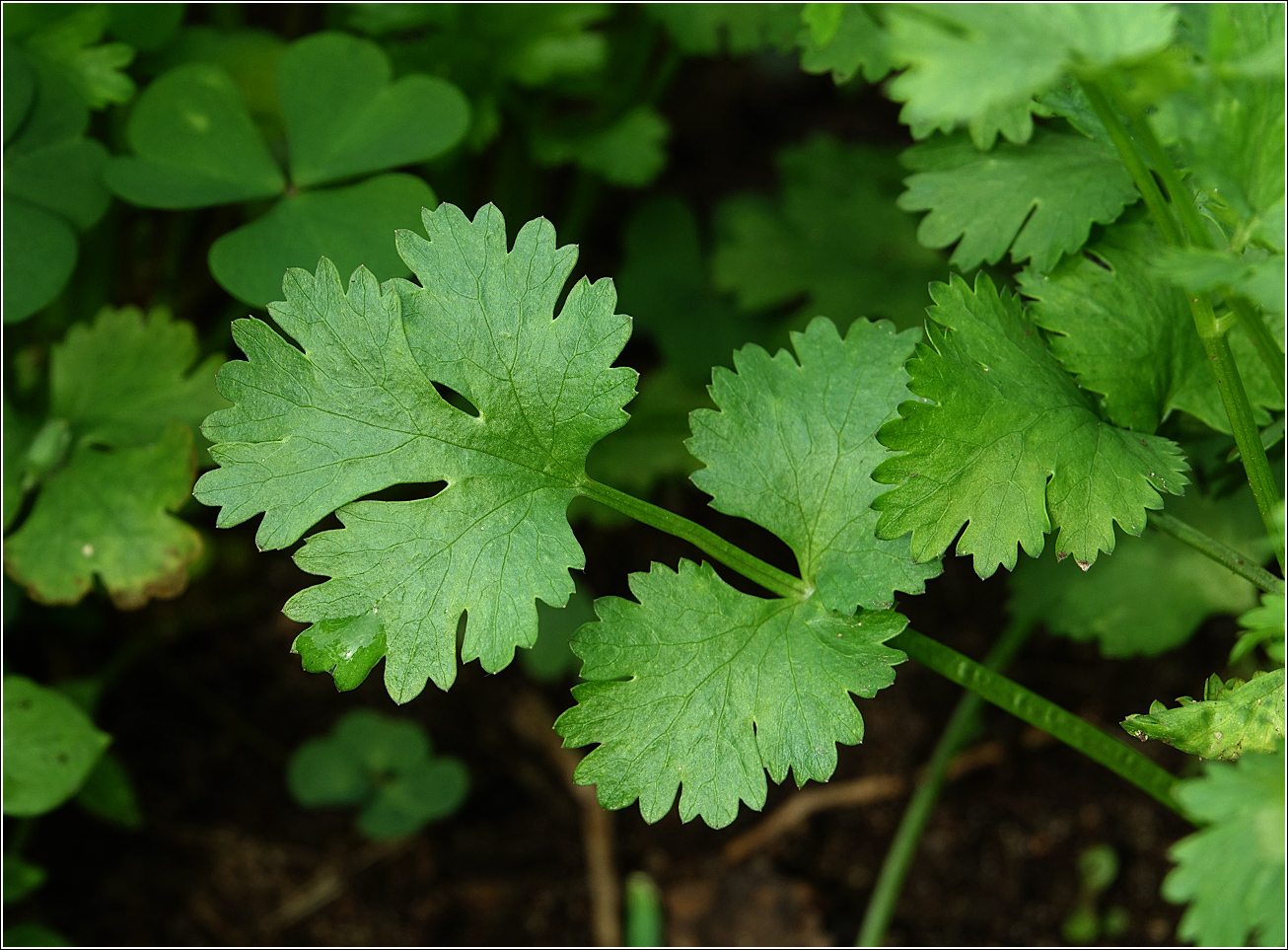 Image of Coriandrum sativum specimen.