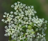 Aegopodium podagraria. Цветки с муравьём. Тульская обл., Плавский р-н, окр. пос. Молочные Дворы, край лесополосы. 09.06.2023.