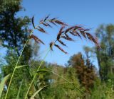 Echinochloa crus-galli