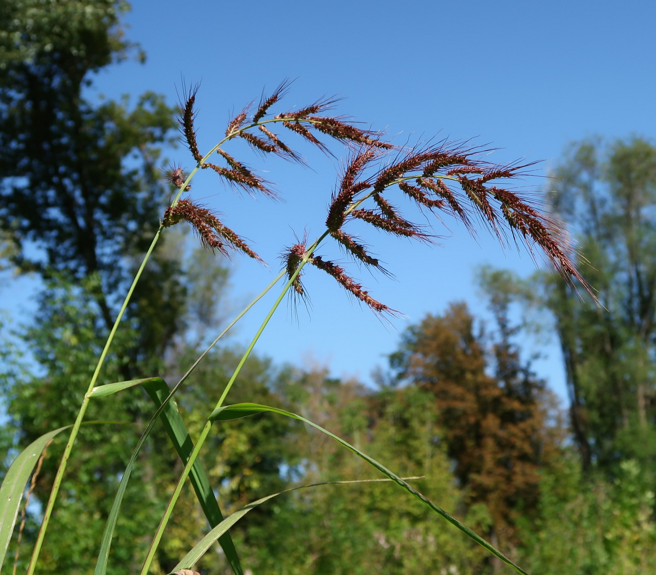 Изображение особи Echinochloa crus-galli.