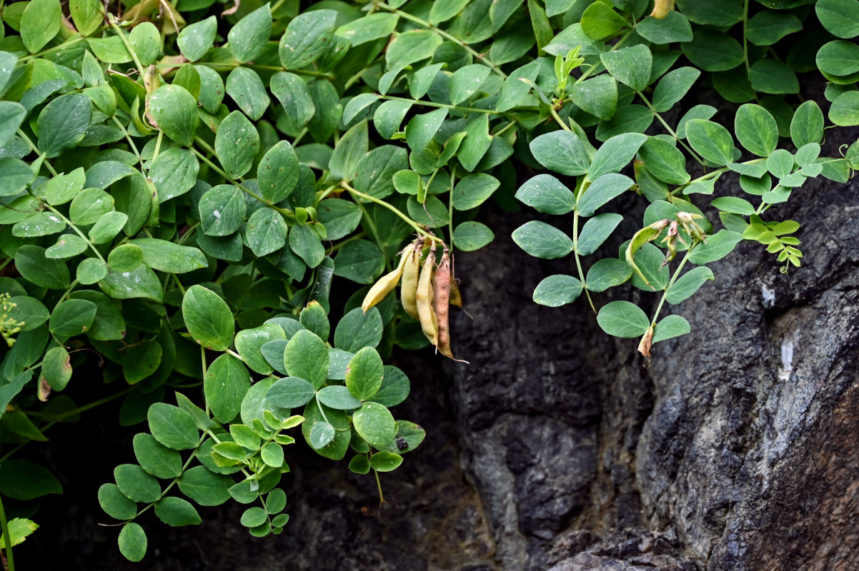 Изображение особи Lathyrus japonicus.