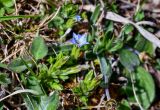 Gentiana aquatica