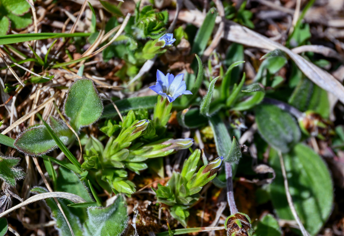 Изображение особи Gentiana aquatica.