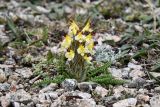 Pedicularis oederi. Цветущее растение. Казахстан, Заилийский Алатау в окр. г. Алматы, Большое Алматинское ущ., р-н Космостанции, 3500 м н.у.м., гранитный мелкозём со щебнем. 10 июля 2023 г.