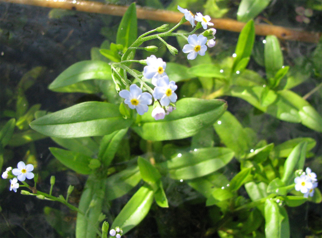 Изображение особи Myosotis palustris.