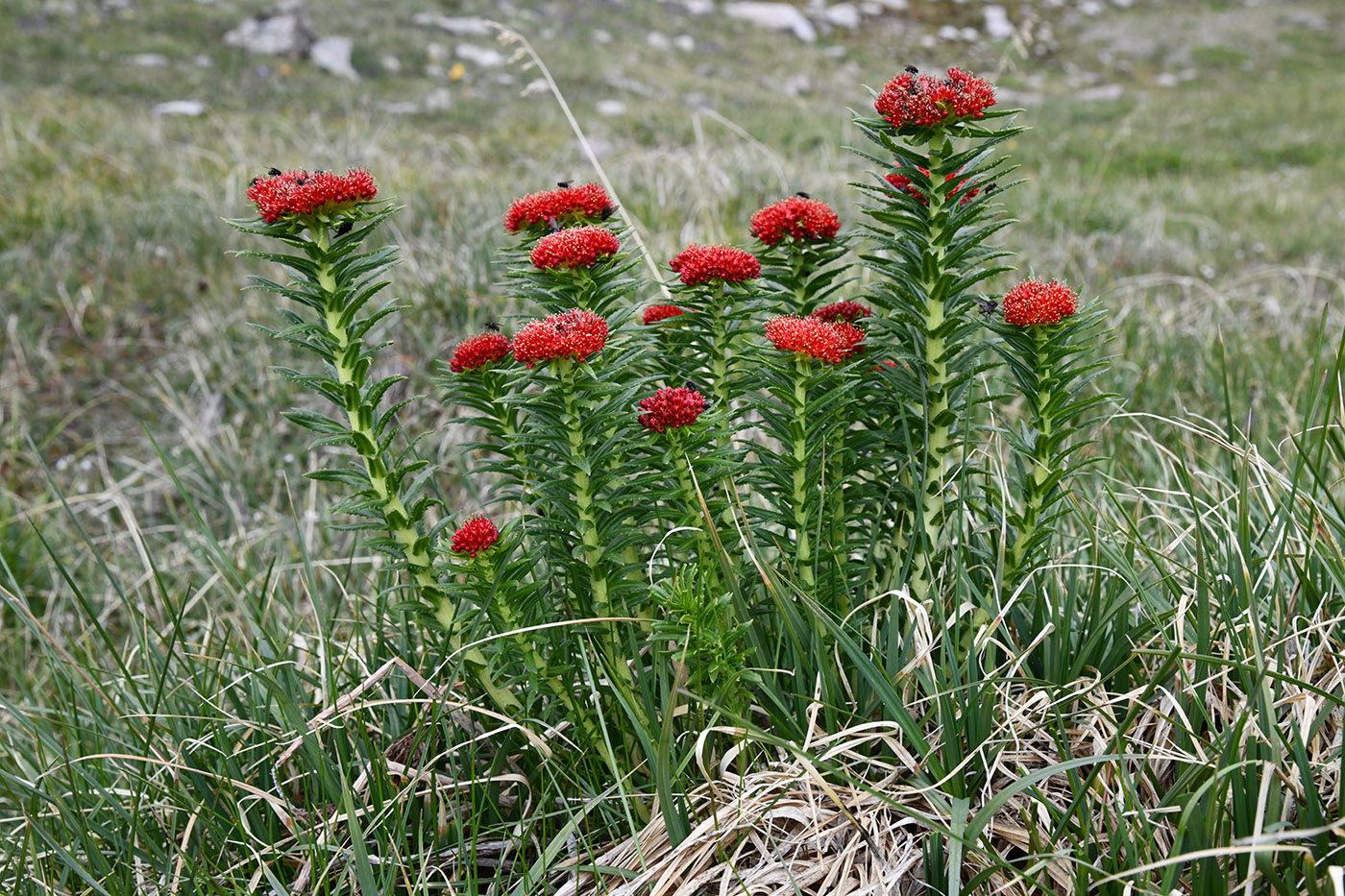 Image of Rhodiola linearifolia specimen.