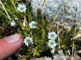 Gentiana leucomelaena