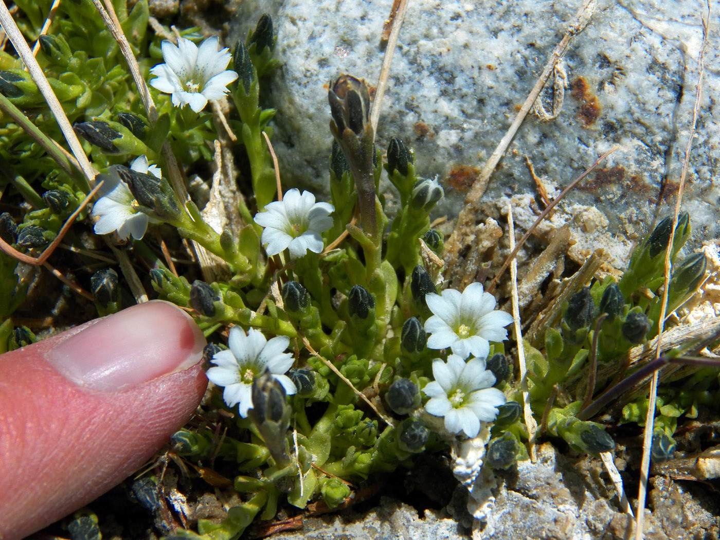 Изображение особи Gentiana leucomelaena.