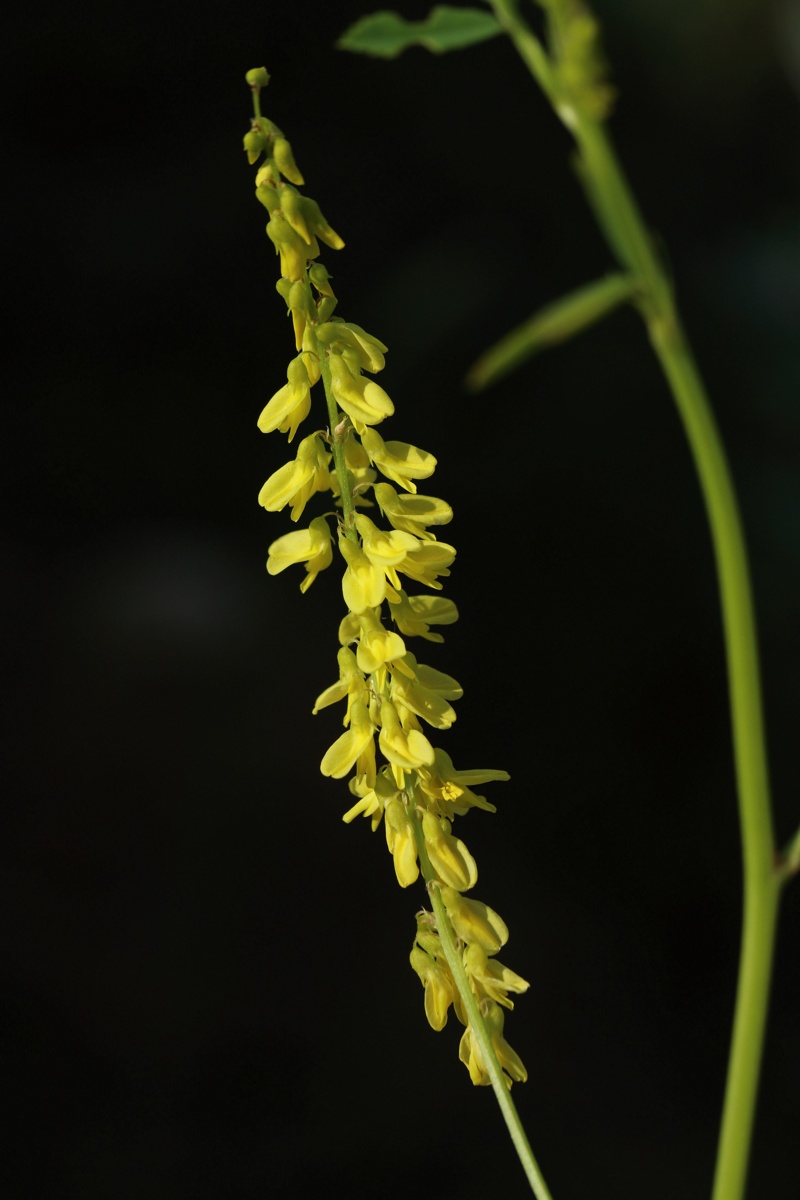 Изображение особи Melilotus officinalis.