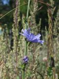 Cichorium intybus