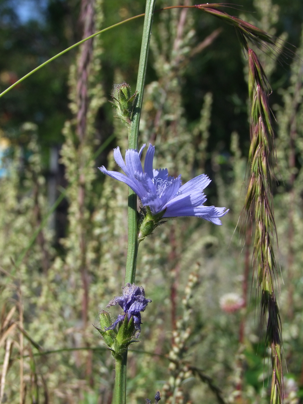 Image of Cichorium intybus specimen.