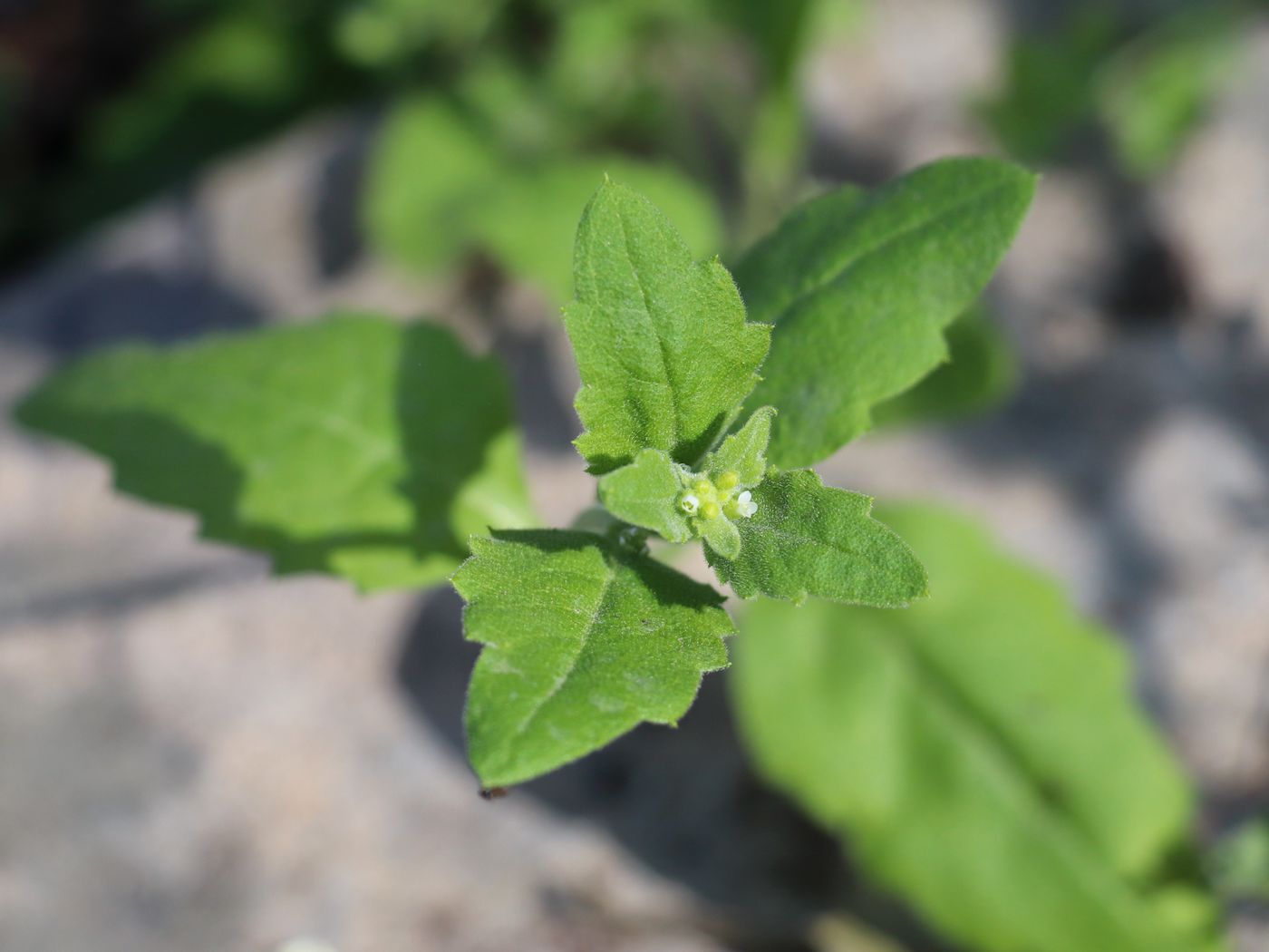 Image of Asperuginoides axillaris specimen.