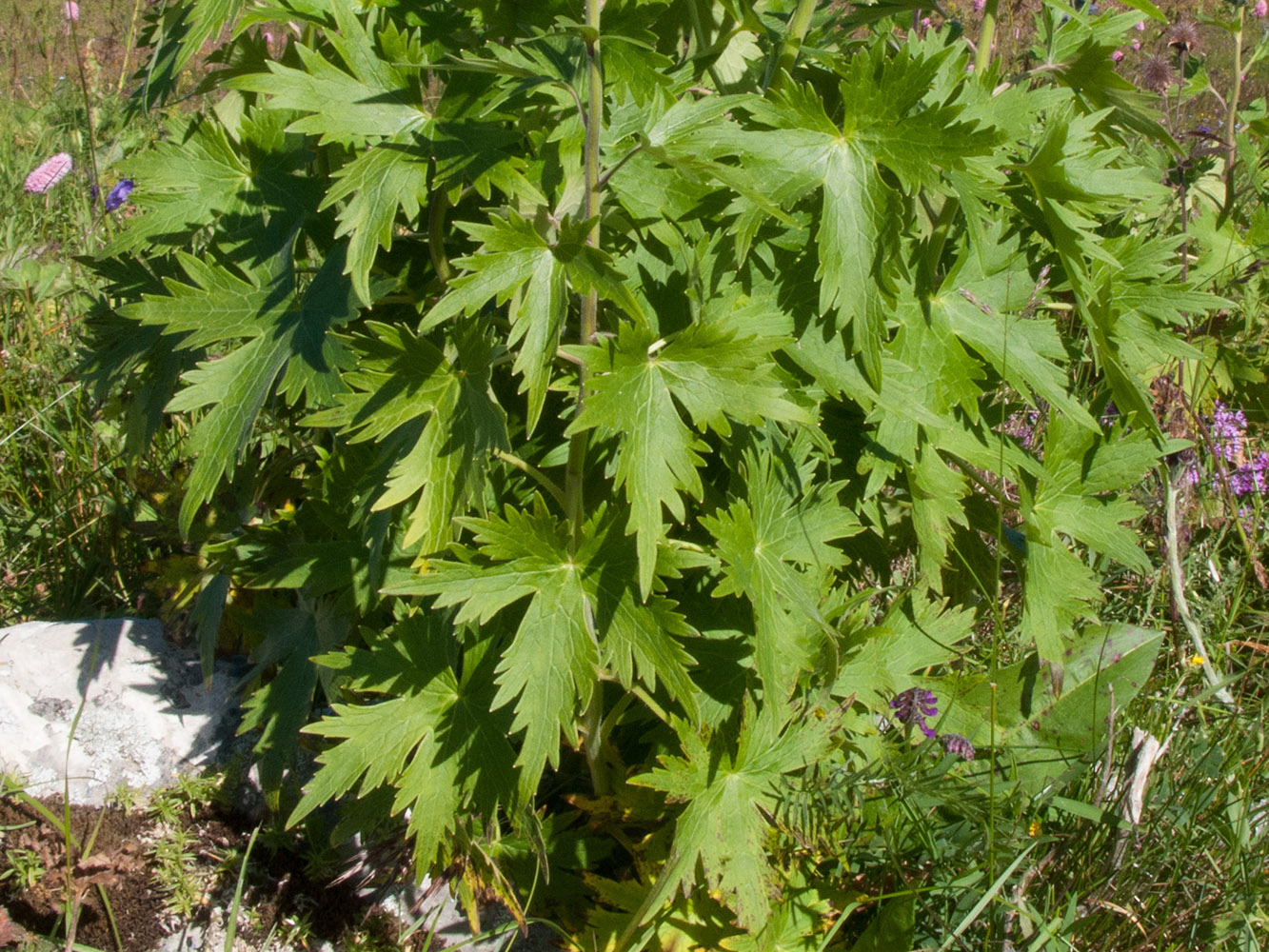 Image of Delphinium flexuosum specimen.