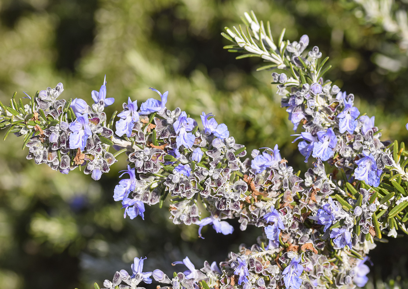 Image of Rosmarinus officinalis var. prostratus specimen.