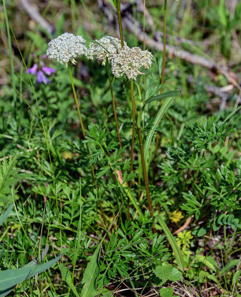 Изображение особи Pachypleurum alpinum.