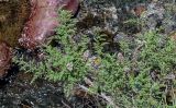 genus Myricaria. Ветви с соцветиями. Киргизия, Ошская обл., Памир, Заалайский хр., долина р. Ачик-Таш, ≈ 3600 м н.у.м., каменистый берег реки. 04.07.2022.