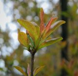 Punica granatum. Верхушка веточки. Абхазия, Гагрский р-н, с. Лдзаа, озеленение. 11.04.2024.