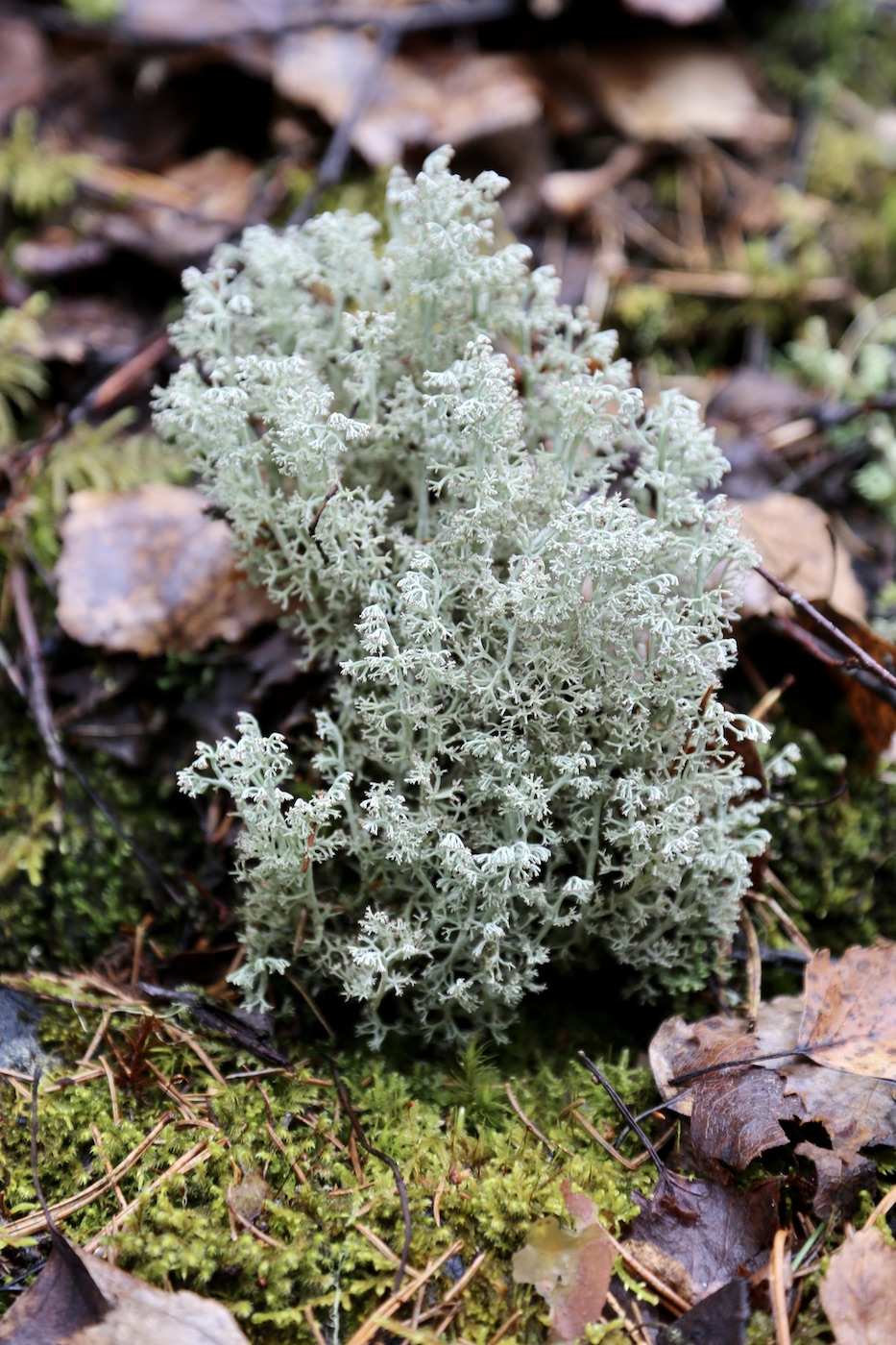 Изображение особи Cladonia arbuscula.