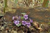 Viola variegata. Цветущее растение. Приморский край, Шкотовский р-н, окр. пос. Подъяпольск, склон сопки, широколиственный лес. 29.04.2024.