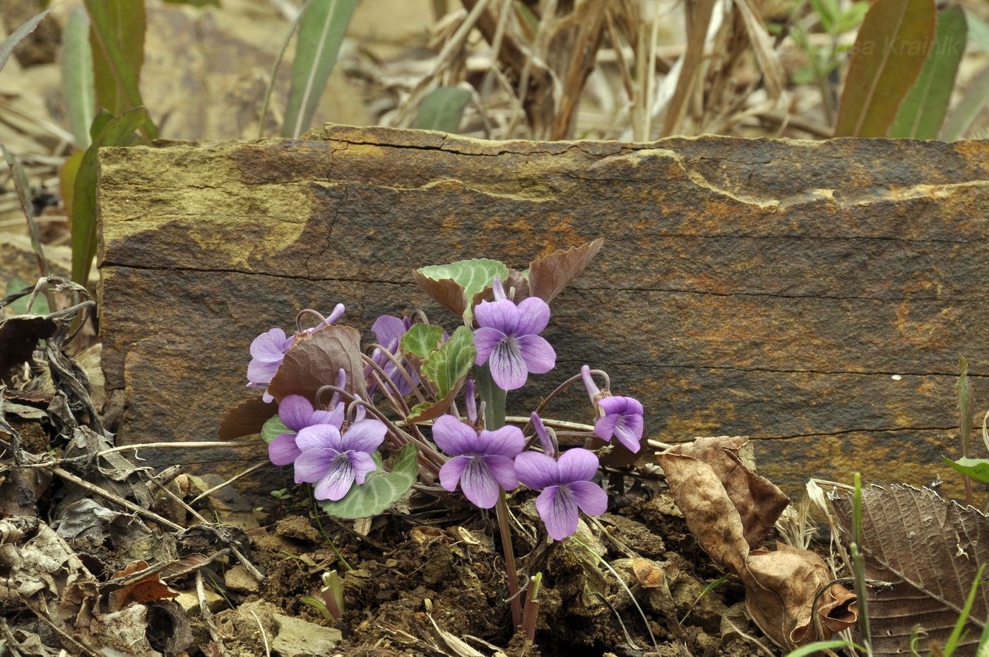 Image of Viola primorskajensis specimen.
