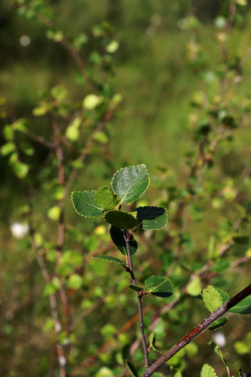 Изображение особи Betula &times; intermedia.
