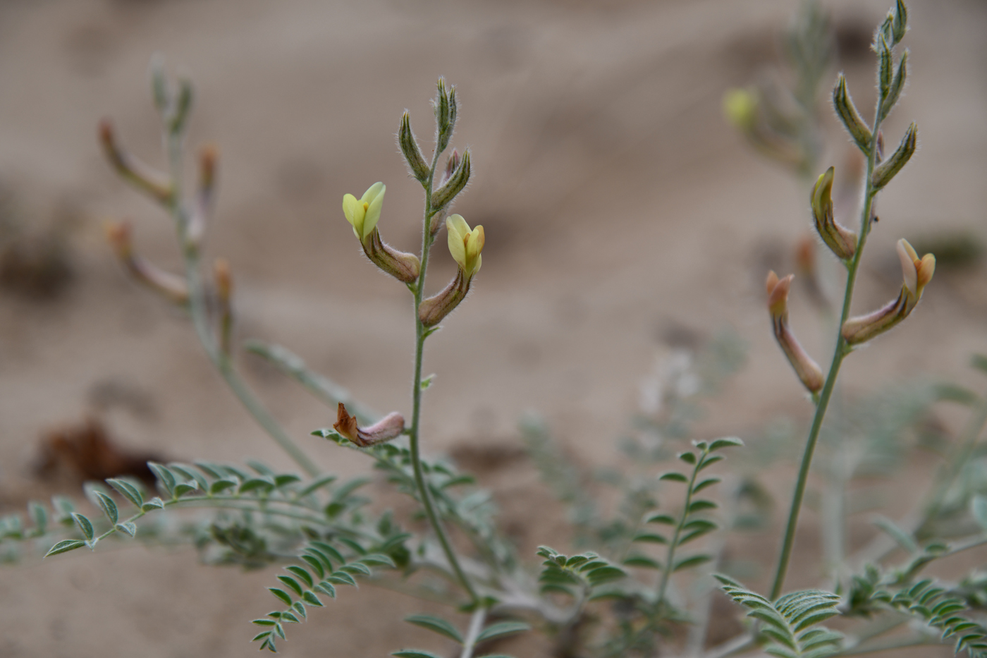 Изображение особи Astragalus turczaninowii.
