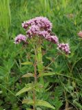 Origanum vulgare. Верхняя часть цветущего растения. Ульяновская обл., Мелекесский р-н, окр. пос. Русский Мелекесс, зарастающий сосной суходольный луг. 01.07.2023.