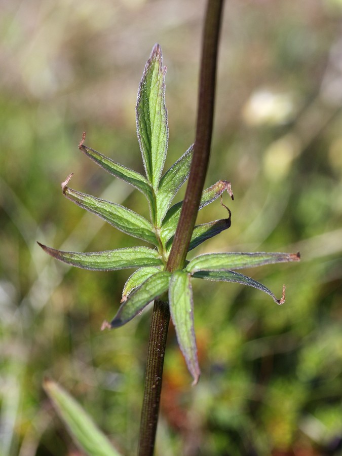 Изображение особи Valeriana sambucifolia.