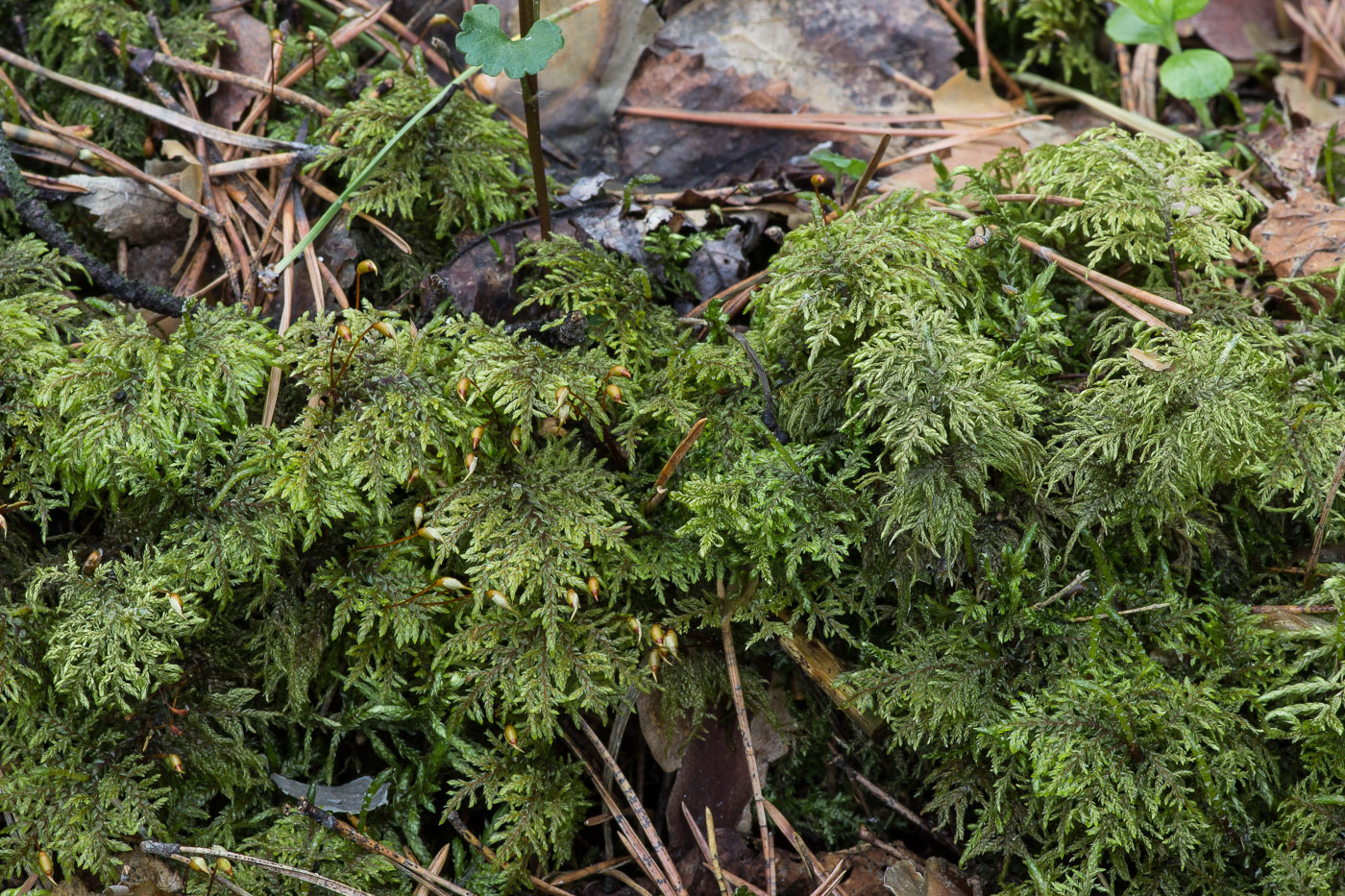 Изображение особи Hylocomium splendens.