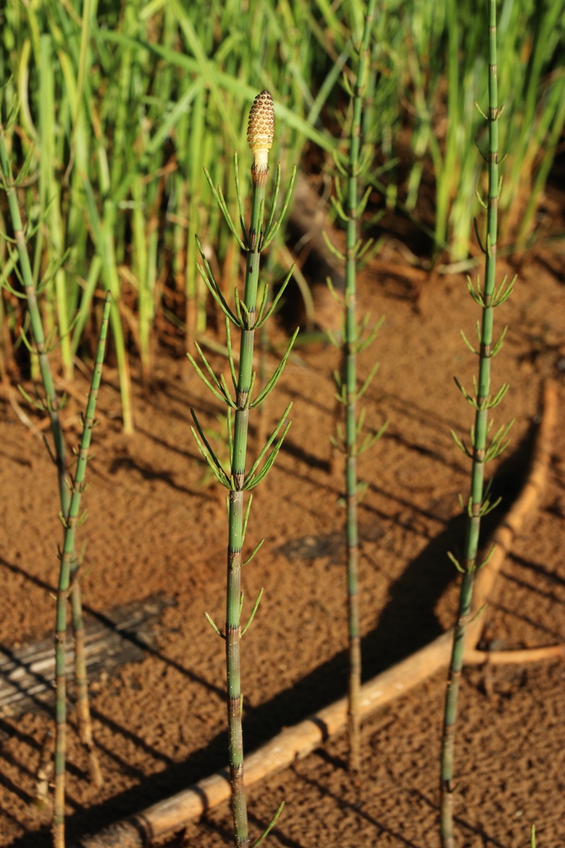 Image of Equisetum fluviatile specimen.