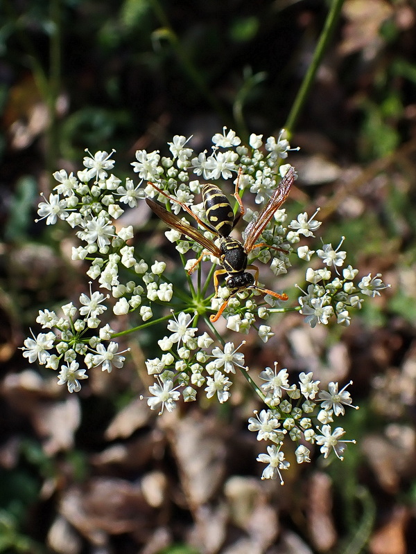 Изображение особи семейство Apiaceae.