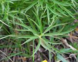 Pulsatilla multifida
