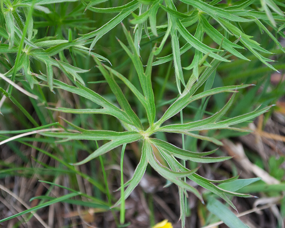 Image of Pulsatilla multifida specimen.