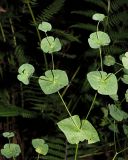 род Euphorbia. Верхушка вегетирующего растения. Краснодарский край, Адлерский р-н, Краснополянский поселковый округ, горнолыжный курорт \"Роза Хутор\", экотропа, широколиственный лес, склон сырого оврага. 10.09.2023.