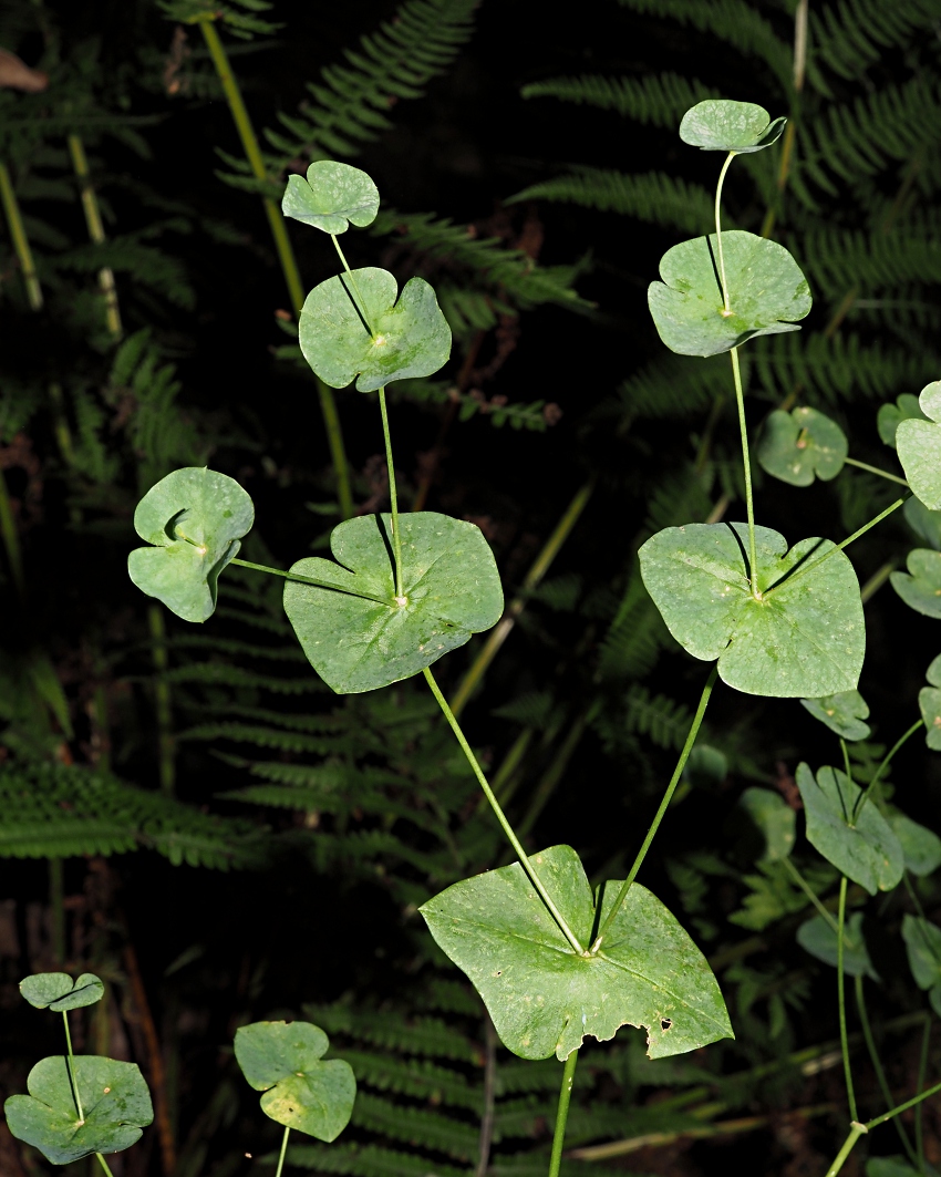 Image of genus Euphorbia specimen.
