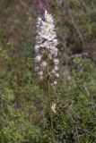 Eremurus tianschanicus